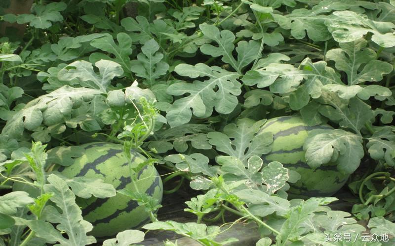 西瓜粉虱是什么病,西瓜粉虱