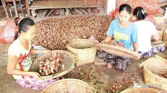 云南洋葱近几年价格走势,日本洋葱价格暴涨