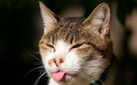 要主子还是火车？当喵星人侵入你的宝贝火车模型沙盘之后