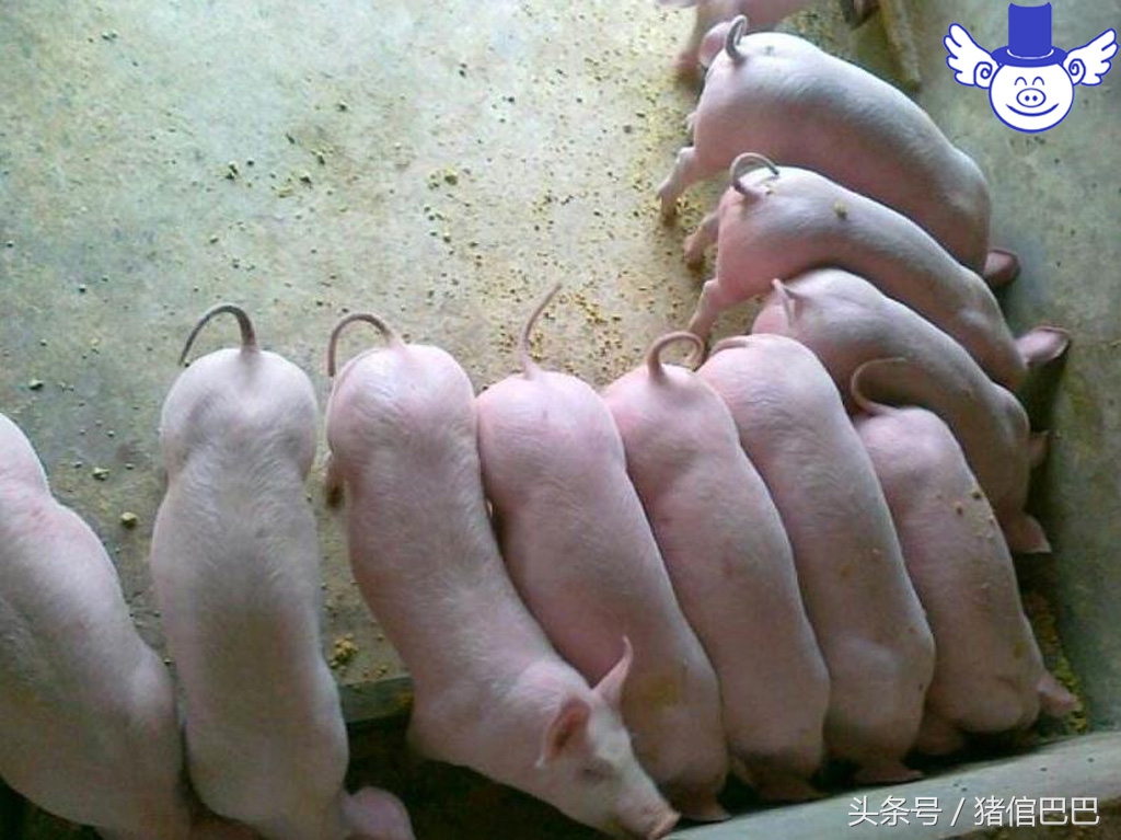 仔猪后腿站不起是什么病如何治疗,仔猪站立不起来后腿抖动为什么病