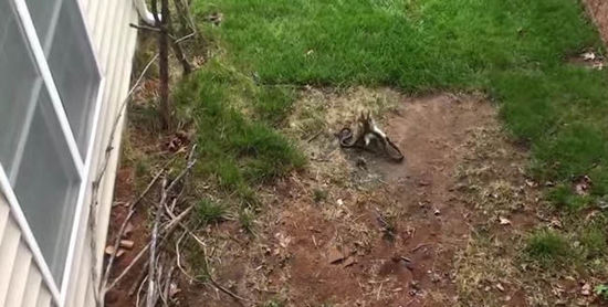 大蛇袭击小兔的视频 (大蛇袭击小兔子)