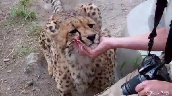 与野生猎豹亲密接触,摄影师野外河边拍摄野生猎豹