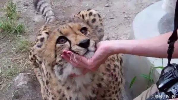 碰到猎豹怎么办,遇到猎豹视频