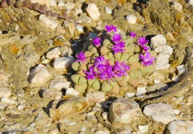 南非秘宝,遗落在世间的宝藏