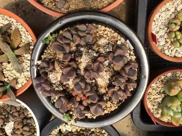 南非秘宝,遗落在世间的宝藏