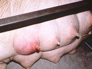 母猪产后无奶怎么处理和治疗,母猪产后无乳的原因与解决措施