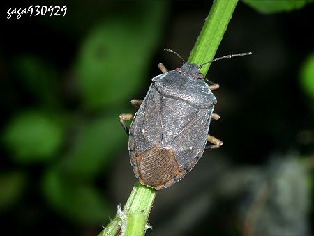 常见的大虫子科普,盘点那些你没见过的虫子