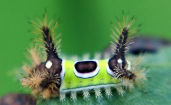 常见的大虫子科普,盘点那些你没见过的虫子