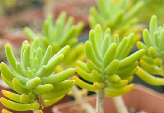 不知道什么植物养不活,不知道自己养的多肉是什么品种