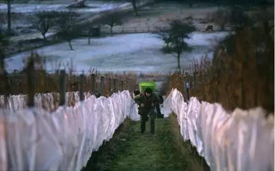 你不知道的冰酒知识,冰酒科普