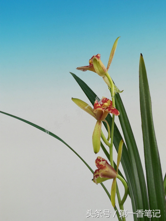 蝴蝶兰优雅唯美,兰花欣赏四季兰