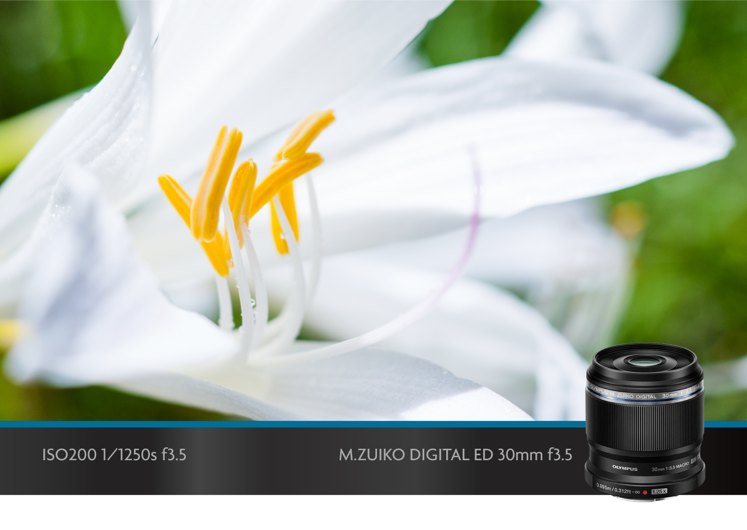 奥林巴斯微距镜头,奥林巴斯40-150可以拍微距吗