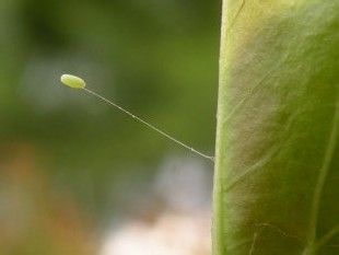 常见的大虫子科普,盘点那些你没见过的虫子