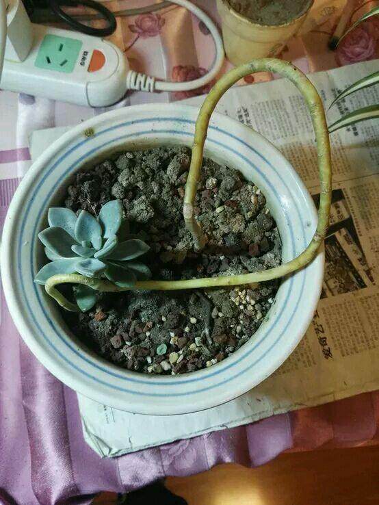 多肉徒长却更好看,多肉徒长更好看