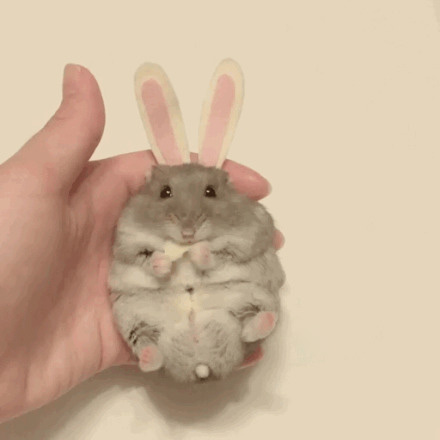 一只萌萌的吃货仓鼠，在角色扮演，还不忘记爪子里的好吃的