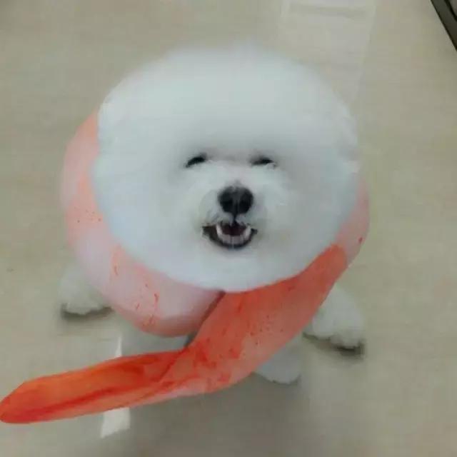 这些宠物都在背LV，你还敢抱怨自己像狗一样累？