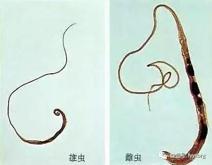 猪寄生虫最佳防治方法,猪寄生虫怎么鉴别图片