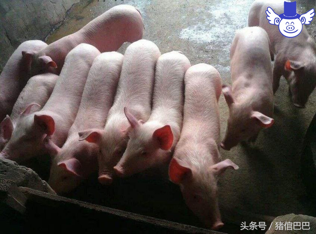 仔猪出生起不来,刚出生仔猪站不起怎么治