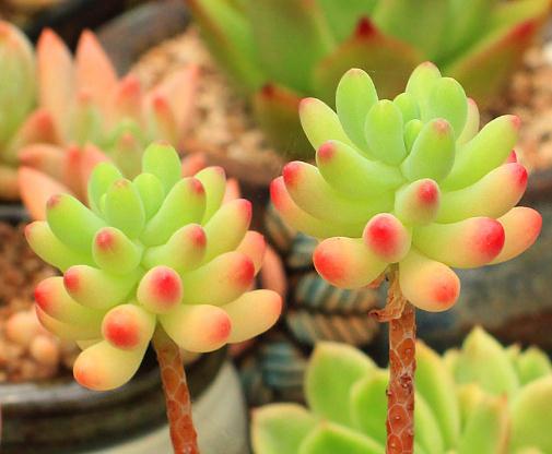 不知道什么植物养不活,不知道自己养的多肉是什么品种