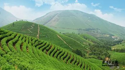 高端茶叶试喝装品鉴安吉白茶,安吉白茶真假美猴王