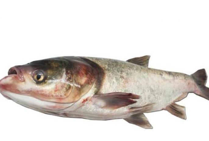 青鱼草鱼鲤鱼怎么区分,河鱼鲢鱼大头鱼有什么区别