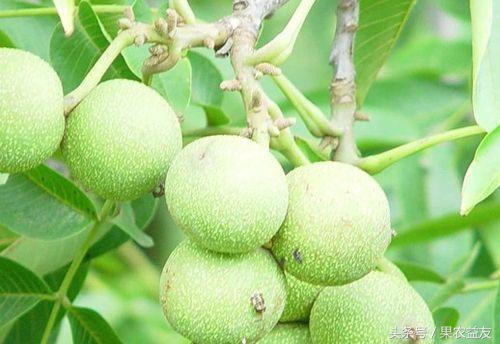 核桃虫害防治小妙招,核桃常见虫害有哪些