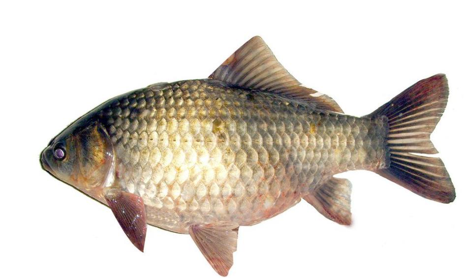 青鱼和鲢鱼的区别图片,河鱼鲢鱼大头鱼有什么区别