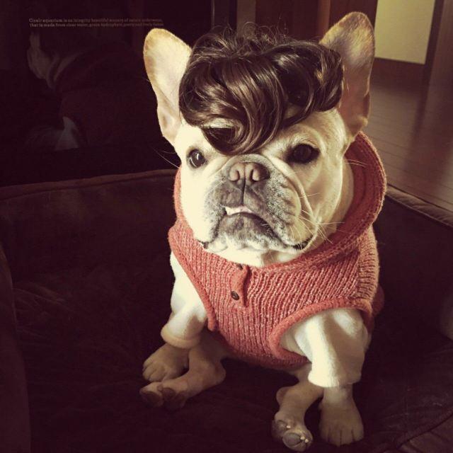 如何养好斗牛犬幼崽,怎么能养好斗牛犬