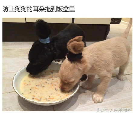 当科比遇见蔡徐坤打篮球,当科比遇到篮球爱好者