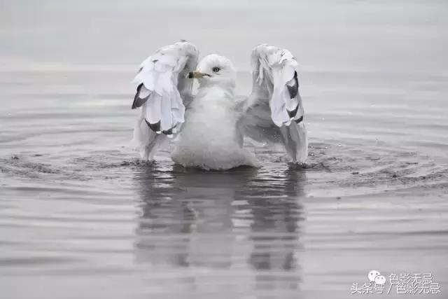 关于尼康d850的一些问答,尼康d850买回来怎么打开