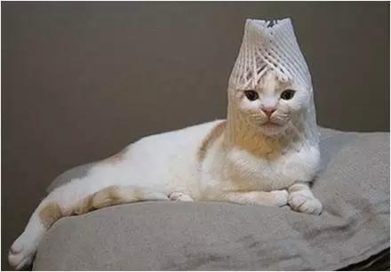 留学养宠物,出国留学宠物