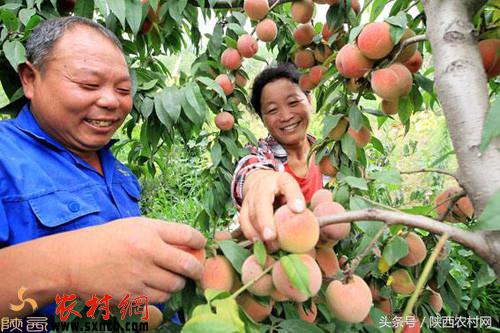 农村有哪些小项目创业,农村好点子