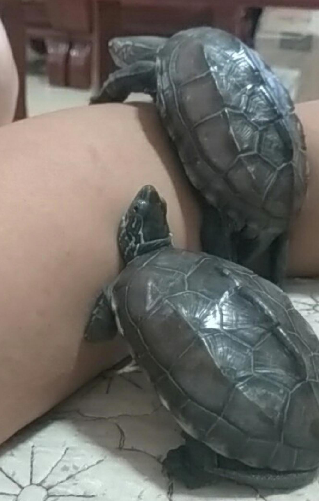 水龟都有哪些,水龟都有什么样的