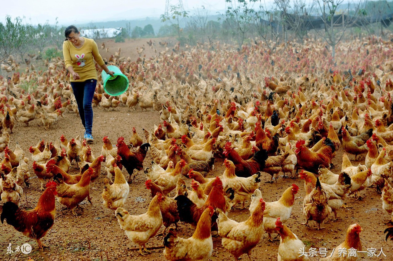 养鸡小妙招小鸡呼吸困难,养鸡小妙招鸡不下蛋怎么办