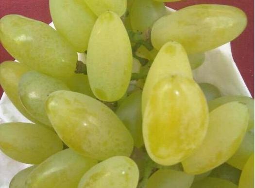 护肝补肝的食物有哪些,哪种食物或中草药有养肝护肝作用