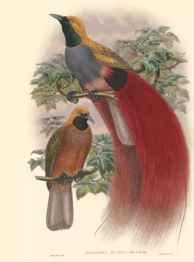 那些惊艳的鸟儿,那些绝美的鸟