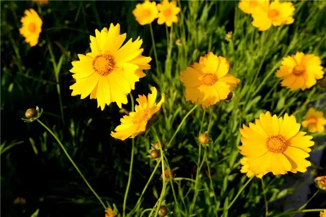 镇江有轨电车,镇江有名的塔叫什么塔