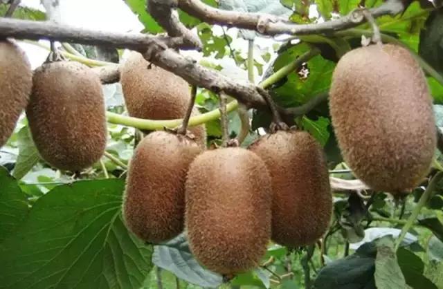 猕猴桃新品种种植前景,猕猴桃最近有什么新品种