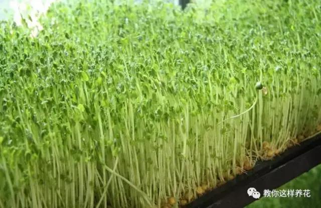 自己在家种菜做美食,家庭如何种菜做菜