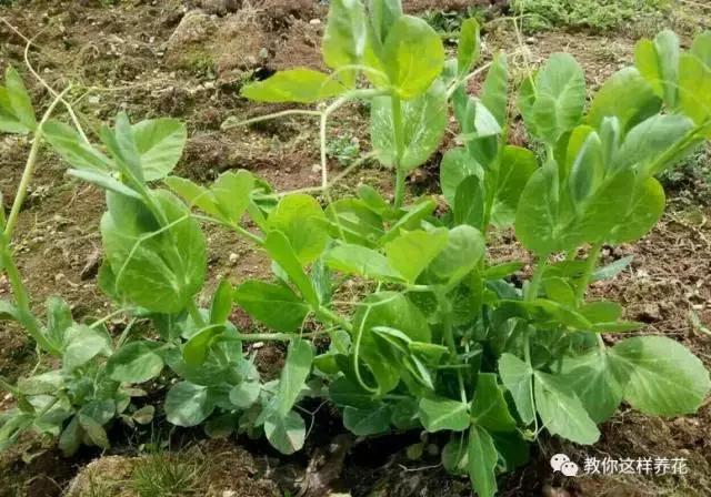 自己在家种菜做美食,家庭如何种菜做菜