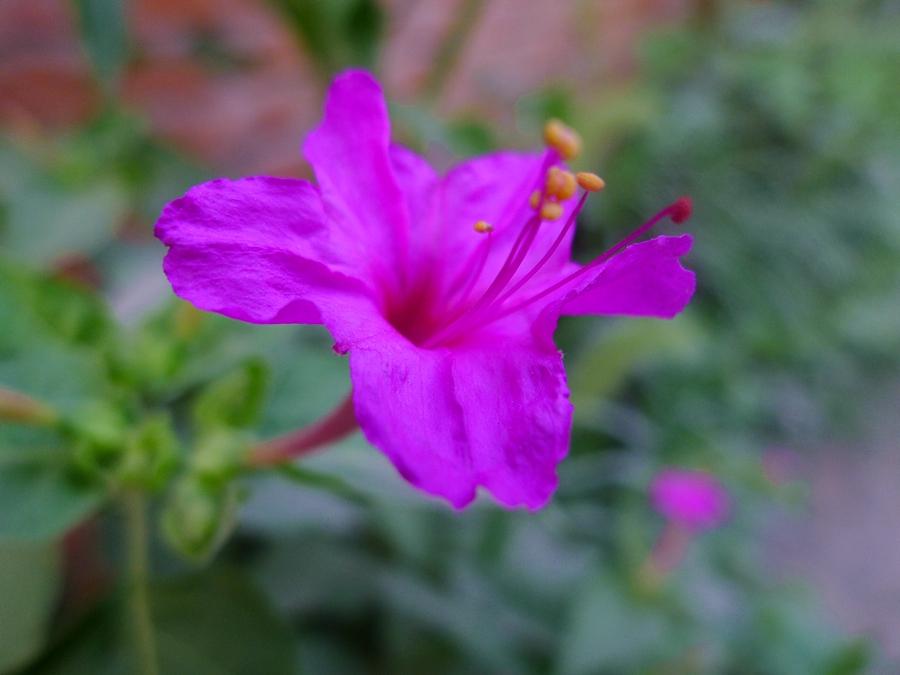 紫花茉莉治急性关节炎损伤接骨