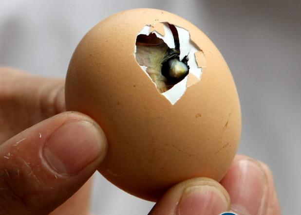 鸟类的视觉能力远超人类想象，神奇的导航能力曾长期让科学家困惑