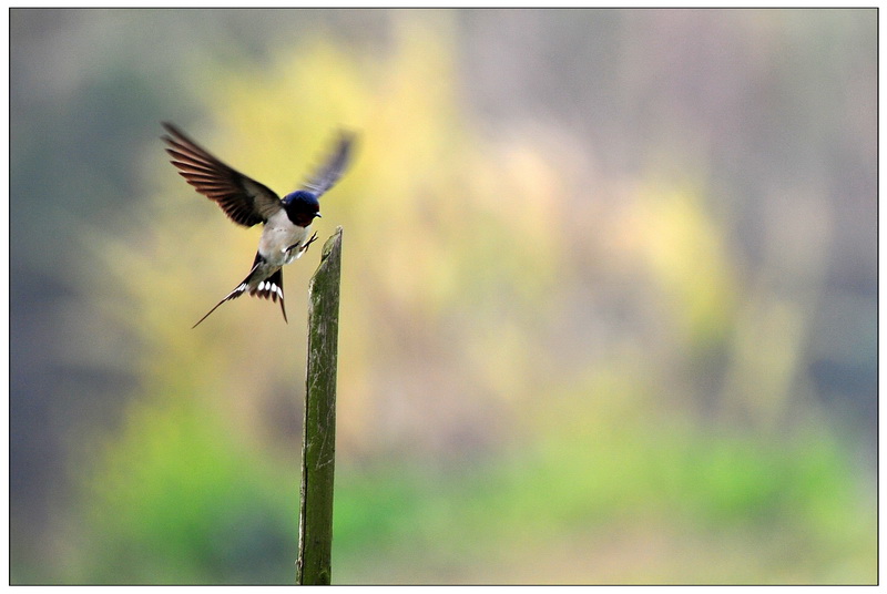 鸟类的视觉能力远超人类想象，神奇的导航能力曾长期让科学家困惑