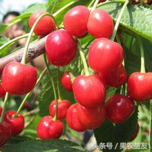 新品种新技术带来樱桃好前景,培育大樱桃新品种