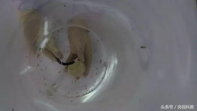 科学防蚊,实测防蚊最有效的方法