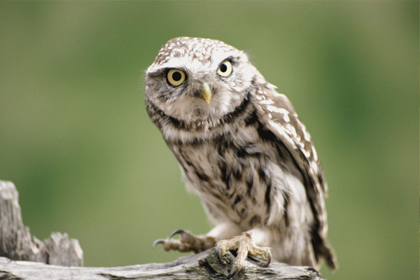 鸟类的视觉效果和人类一样吗,鸟类的视觉有多发达