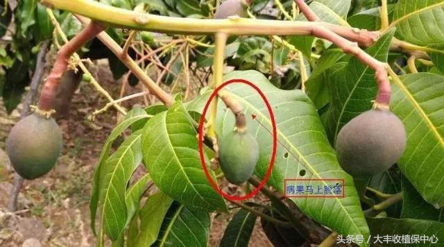 还没熟透的芒果切开后怎么办,芒果切开中间软烂