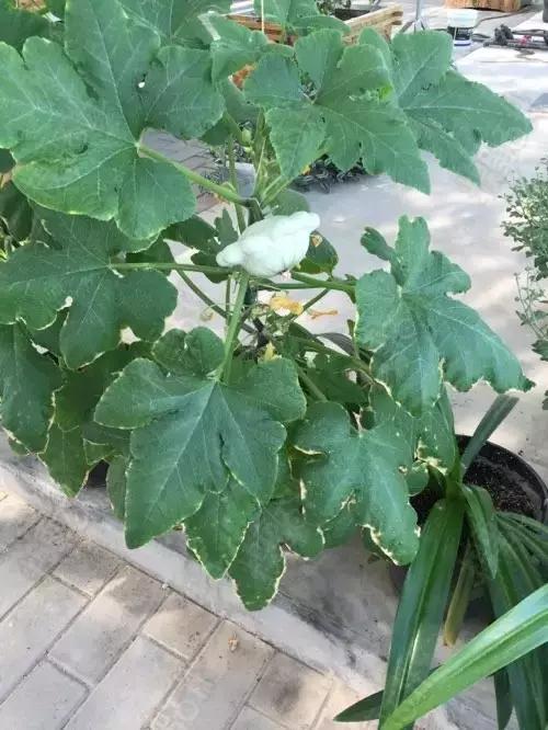 汉字有形声字会意字象形字,会意字形声字象形字还有哪些