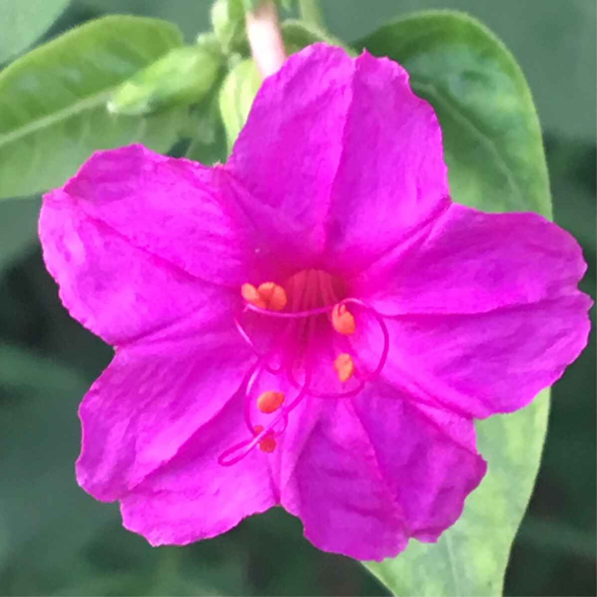 紫茉莉花的作用与用途,紫茉莉花功效是个宝