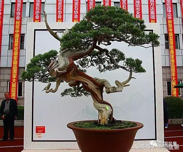 盆景收藏的前景,盆景收藏视频大全